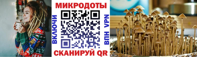 закладки  Каневская  Галлюциногенные грибы Psilocybe 